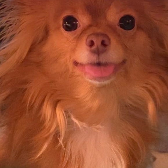 Meet your Posher, Crystal - Picture 1 of 1